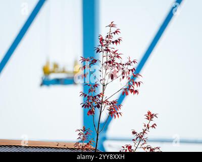 Grues passerelle dans le port de Rijeka Banque D'Images