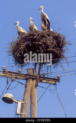 Hongrie, des cigognes blanches (Ciconia ciconia) dans un nid sur un poteau télégraphique ou une cheminée peuvent être vues dans de nombreux villages à travers la Hongrie. Les oiseaux ont grand Banque D'Images