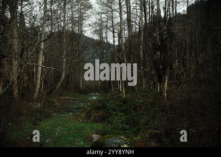 Exploration du sentier de la vallée de montagne dans une forêt sombre mystique, entourée de grands arbres et de verdure luxuriante Banque D'Images