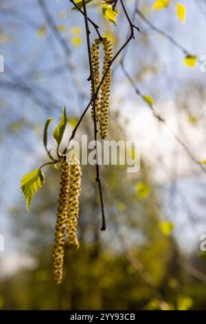 fleurs du bouleau au printemps, chatons de bouleau pendant la floraison, sur fond de ciel bleu Banque D'Images