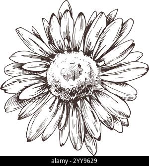 Fleurs de jardin d'automne rudbeckia objet unique. Dessin au trait graphique dessiné à la main à l'encre brune monochrome. Illustration vectorielle d'élément EPS isolé Illustration de Vecteur