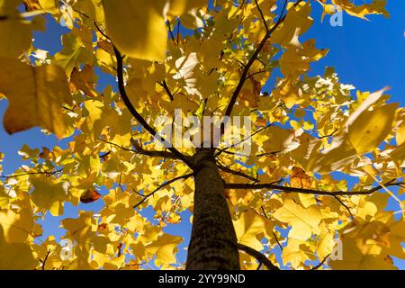 feuillage d'un tulipe contre un ciel par temps ensoleillé d'automne, un tulipe avec un feuillage jauni pendant la chute des feuilles Banque D'Images