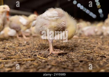 fermez les poulets dans le duvet et les plumes pendant la culture dans une ferme avicole Banque D'Images