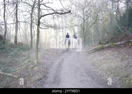 Vue arrière de deux personnes à cheval sur leurs chevaux blancs sur un hack à travers les bois britanniques par un matin brumeux d'hiver de janvier. Banque D'Images