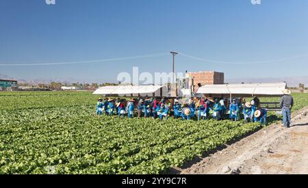 Ouvriers agricoles récoltant la laitue 'Iceberg' biologique, champ 'Lactuca sativa var. capitata. Famille des Asteraceae. Banque D'Images