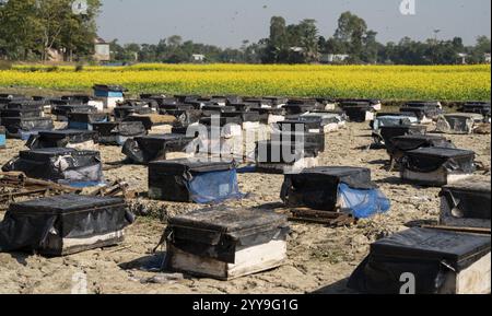 Apiculteur place des boîtes à abeilles dans une unité de production de miel près d’un champ de moutarde le 17 décembre 2024 à Barpeta, en Inde. Banque D'Images