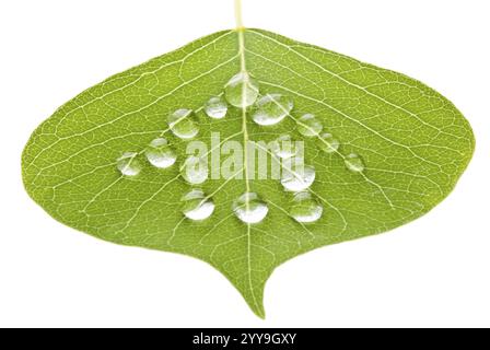 Concept de maison verte, feuille avec des gouttes d'eau isolées sur fond blanc Banque D'Images