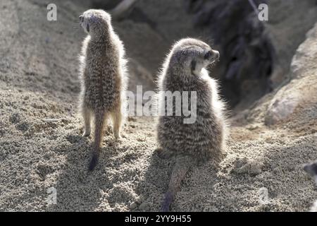 Deux suricates se dressant dos à dos dans le sable, suricates ou suricates (Suricata suricatta), captives, présentes en Afrique australe Banque D'Images