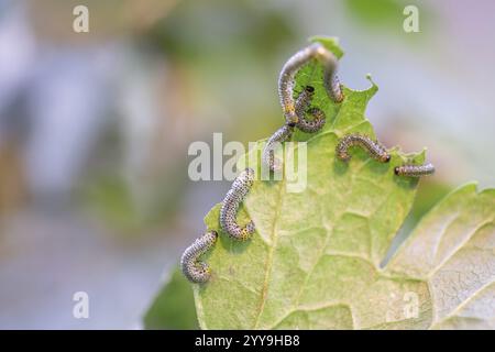 Guêpe jaune à feuilles de groseille à maquereau (Nematus ribesii), grande grappe sur feuille de groseille à maquereau (Ribes uva-crispa), Rhénanie du Nord-Westphalie, Allemagne, Europe Banque D'Images