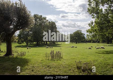 Troupeau de moutons paissant paisiblement dans une prairie verte vibrante, entourée d'arbres luxuriants sous un ciel nuageux, créant une scène pastorale sereine Banque D'Images