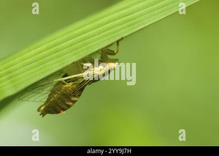 Courtship cigales (Mogannia hebes), Taiwan, Asie de l'est, Asie Banque D'Images