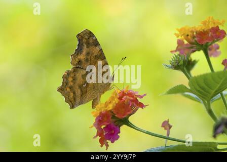 Papillons jaunes à pattes de brosse (Polygonia c-aureum lunulata Esaki & Nakahara), Taiwan, Asie de l'est, Asie Banque D'Images