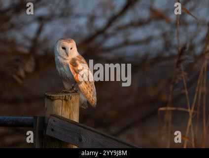Wild Barn Owl (Tyto alba) perché dans la lumière du matin sur le poteau de porte en bois, Norfolk Banque D'Images