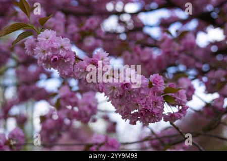 Belle branche d'arbre de sakura en fleurs avec des fleurs de cerisier roses vibrantes dans le jardin de printemps, fond flou doux de fleurs et ciel bleu Banque D'Images