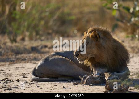 Lion mâle (Panthera leo) reposant dans le parc national de South Luangwa, Zambie Banque D'Images