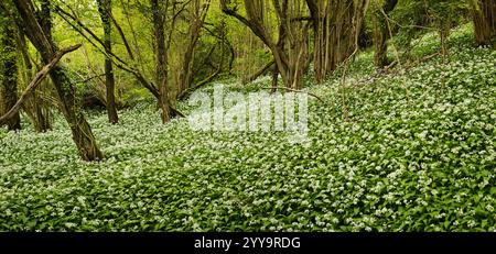 Ail sauvage Allium ursinum Banque D'Images