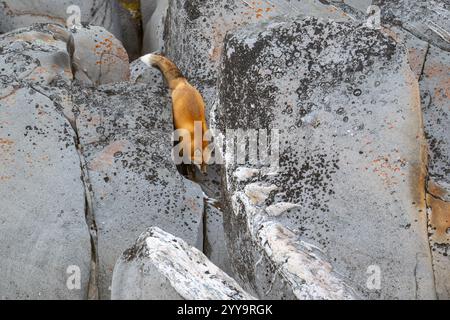 Un renard roux descend le long de la rive rocheuse de la baie d'Hudson près de Churchill, au Manitoba, à l'automne. Banque D'Images