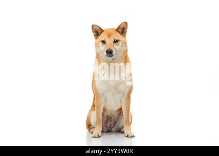 Un seul chien Shiba Inu au pelage rouge est assis calmement sur un fond blanc, soulignant son comportement alerte et serein dans un portrait minimaliste en studio Banque D'Images