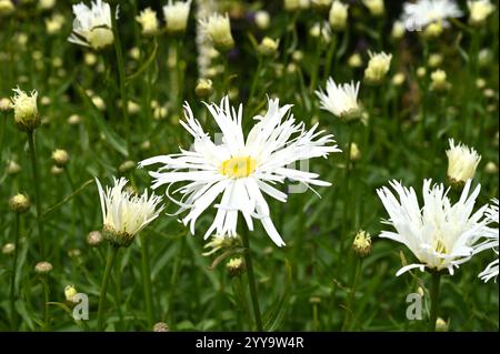 Fleurs blanches d'été de shasta Daisy Leucanthemum superbum 'Wirral Pride' UK juillet Banque D'Images