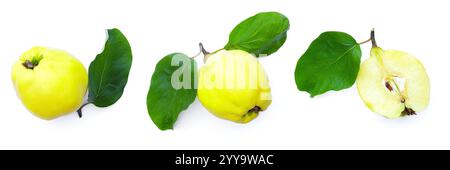 Fruits de coing mûrs et coing avec des tranches de feuilles vertes isolées sur un fond blanc. Banque D'Images