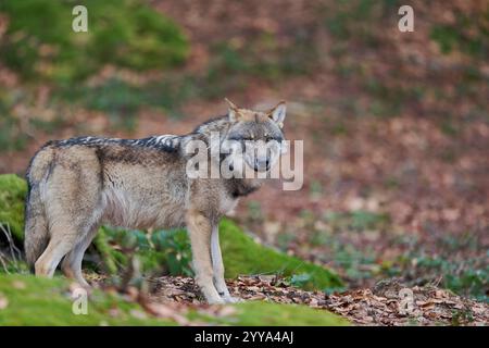 Europaeischer Loup, Canis lupus, le loup gris d'Europe Banque D'Images
