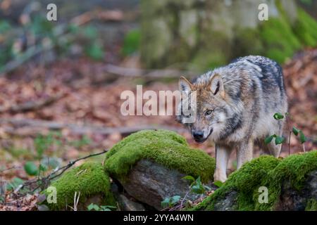 Europaeischer Loup, Canis lupus, le loup gris d'Europe Banque D'Images