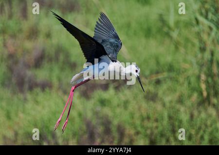 Himantopus himantopus, Stelzenläufer, échasses à ailes noires Banque D'Images