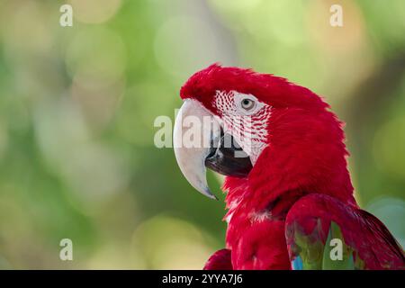 Scharlachara, Ara macao, Scarlet macaw Banque D'Images
