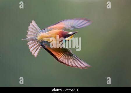 Bienenfresser, Guêpier d'Europe Merops apiaster, eater Banque D'Images