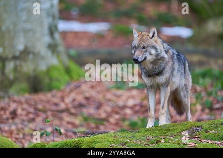 Europaeischer Loup, Canis lupus, le loup gris d'Europe Banque D'Images
