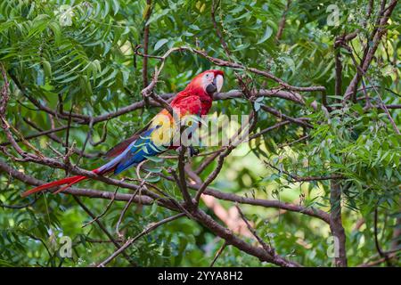 Scharlachara, Ara macao, Scarlet macaw Banque D'Images