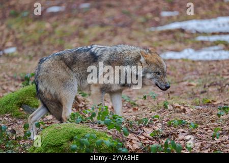 Europaeischer Loup, Canis lupus, le loup gris d'Europe Banque D'Images