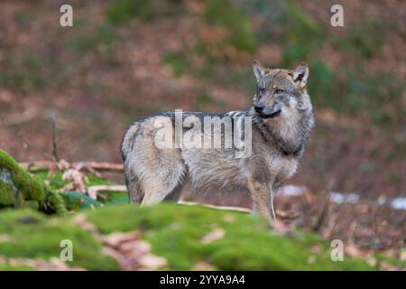 Europaeischer Loup, Canis lupus, le loup gris d'Europe Banque D'Images