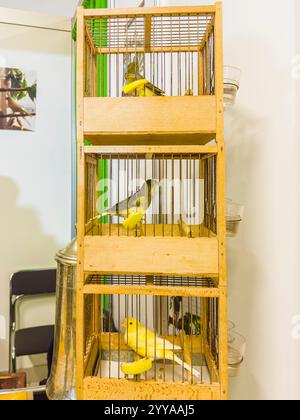 Île des Canaries, Serinus canaria forma domestica, cage avec mineur's canary, à l'exposition nationale des animaux d'élevage Chovatel 2024 (élevage d'animaux Banque D'Images