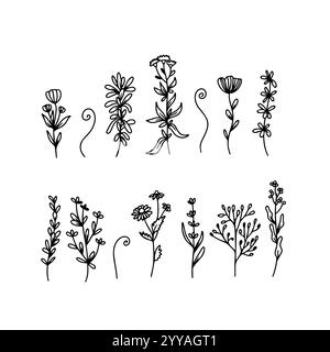 Ensemble de fleurs sauvages d'art au trait. Ensemble d'illustrations florales botaniques. Illustration vectorielle Illustration de Vecteur