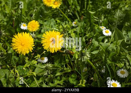 Gros plan de pissenlits jaunes éclatants et de marguerites blanches fleurissant dans une herbe verte luxuriante avec une abeille collectant du nectar par une journée ensoleillée Banque D'Images