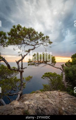 Arbre sur rocher surplombant la Méditerranée Banque D'Images