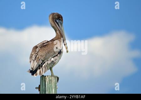 Brown Pelican perché sur un empilement de bois contre le ciel bleu et nuageux à Ponce Inlet Beach, en Floride Banque D'Images