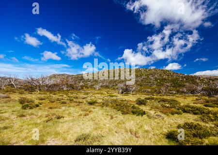 Vue sur le paysage le long du Porcupine Walking Track un jour d'été dans le parc national de Kosciuszko, Snowy Mountains, Nouvelle-Galles du Sud, Australie Banque D'Images