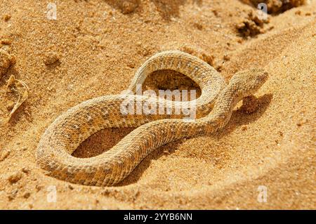 Sidewinder Snake (Bitis Perinqueyi) dans le désert de Swakopmund, Swakopmund, Namibie Banque D'Images