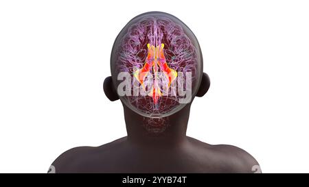 Système ventriculaire du cerveau, illustration informatique. Les ventricules sont des cavités du cerveau qui sont remplies de liquide céphalo-rachidien (LCR). Vue de dessus. Banque D'Images