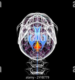 Illustration informatique du quatrième ventricule cérébral, une cavité remplie de liquide située à l'arrière du tronc cérébral, impliquée dans la circulation du liquide céphalorachidien (SFC). Vue arrière. Banque D'Images