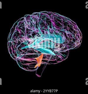 Illustration informatique du quatrième ventricule cérébral, une cavité remplie de liquide située à l'arrière du tronc cérébral, impliquée dans la circulation du liquide céphalorachidien (SFC). Vue latérale. Banque D'Images