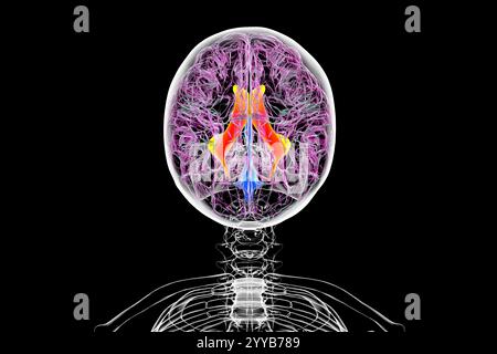 Illustration informatique des ventricules cérébraux latéraux, les plus grandes cavités appariées du cerveau, responsables de la production et de la circulation du liquide céphalo-rachidien (LCR). Vue de dessus. Banque D'Images