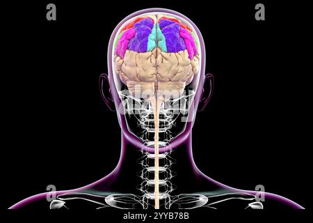 Illustration informatique du gyrus pariétal montrant le gyrus postcentral (rouge), le lobule pariétal supérieur (bleu foncé), le lobule pariétal inférieur avec gyrus supramarginal (vert) et angulaire (violet), le précuneus (bleu clair). Vue arrière. Banque D'Images