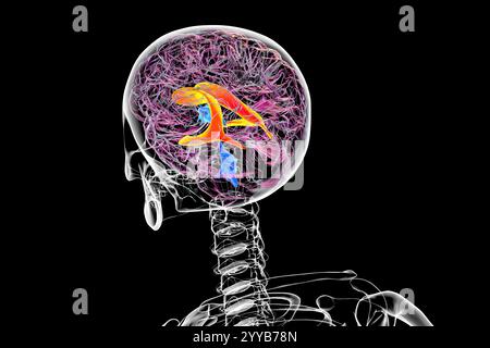 Illustration informatique des ventricules cérébraux latéraux, les plus grandes cavités appariées du cerveau, responsables de la production et de la circulation du liquide céphalo-rachidien (LCR). Banque D'Images