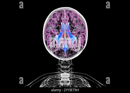 Illustration informatique du troisième ventricule cérébral, un composant vital du système ventriculaire cérébral. Vue de dessus. Banque D'Images