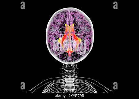 Système ventriculaire du cerveau, illustration informatique. Les ventricules sont des cavités du cerveau qui sont remplies de liquide céphalo-rachidien (LCR). Vue de dessus. Banque D'Images