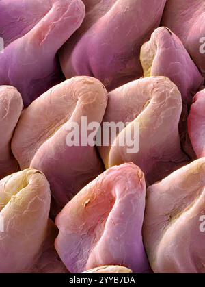 Langue de chat. Micrographie électronique à balayage coloré (MEB) de la surface de la langue d'un chat (famille des Felidae). La langue est recouverte de nombreuses saillies tournées vers l'arrière appelées papilles filiformes. Ces structures robustes sont utilisées pour nettoyer la fourrure du chat et râper la viande de ses proies. Grossissement : x150 lors de l'impression de 10 centimètres de large. Banque D'Images