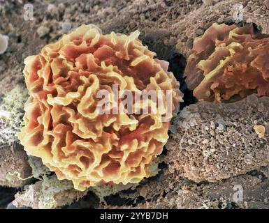 Macrophages. Micrographie électronique à balayage coloré (MEB) des globules blancs macrophages au site d'une plaie cutanée. Les macrophages sont des cellules du système immunitaire du corps. On les trouve dans les tissus plutôt que dans le sang circulant. Les macrophages reconnaissent les particules étrangères, y compris les bactéries, le pollen et la poussière, et le phagocytose (engulf) et les digèrent. Grossissement : x3000 lors de l'impression à 10 centimètres de large. Banque D'Images